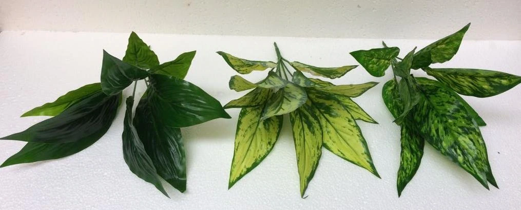 Betel Leaf Plant*3
